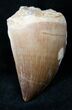 Mosasaur (Prognathodon) Tooth #14229-1